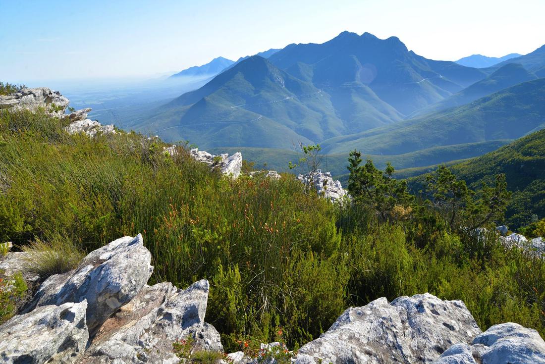 Ancient yellowwood forest along the Seven Passes Road in the Outeniqua Forest Area, Garden Route